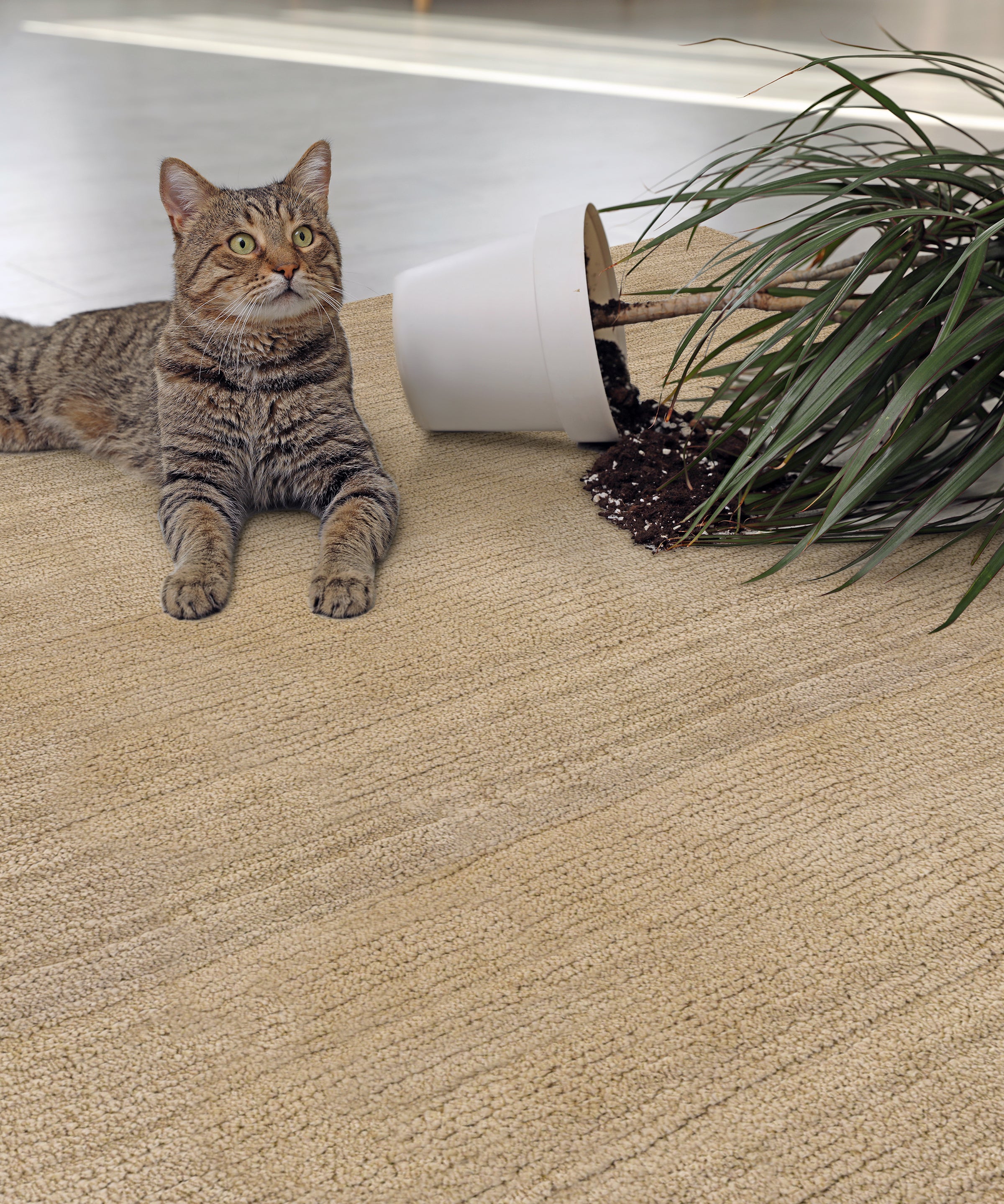 San Augustine - Shearling - LuxCut Carpet