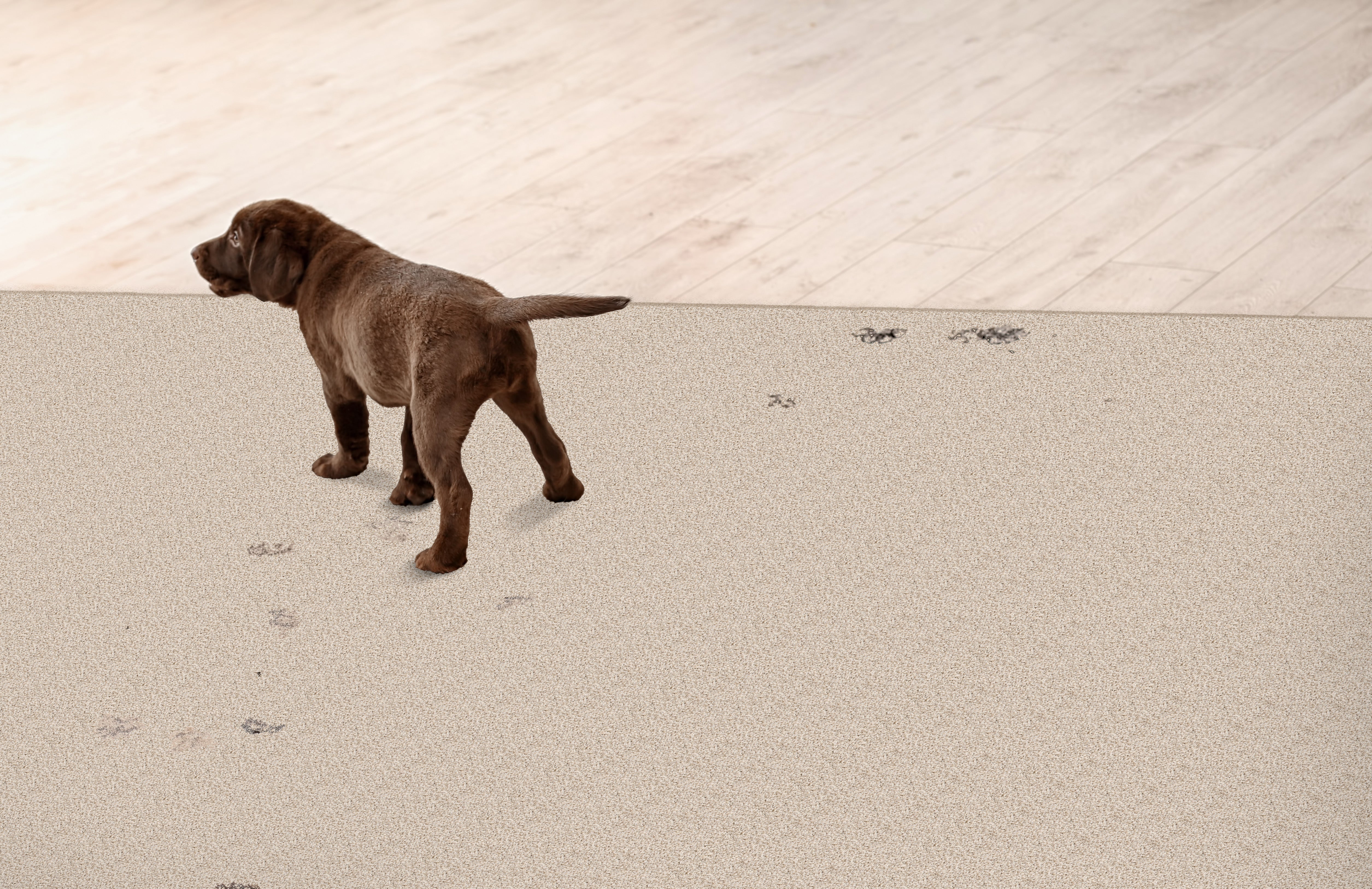 Quest Plush I - Pebble - LuxCut Carpet