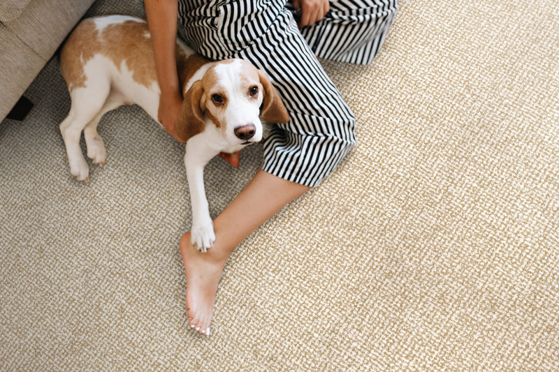 San Salvador - Frosted Cashmere - LuxCut Carpet